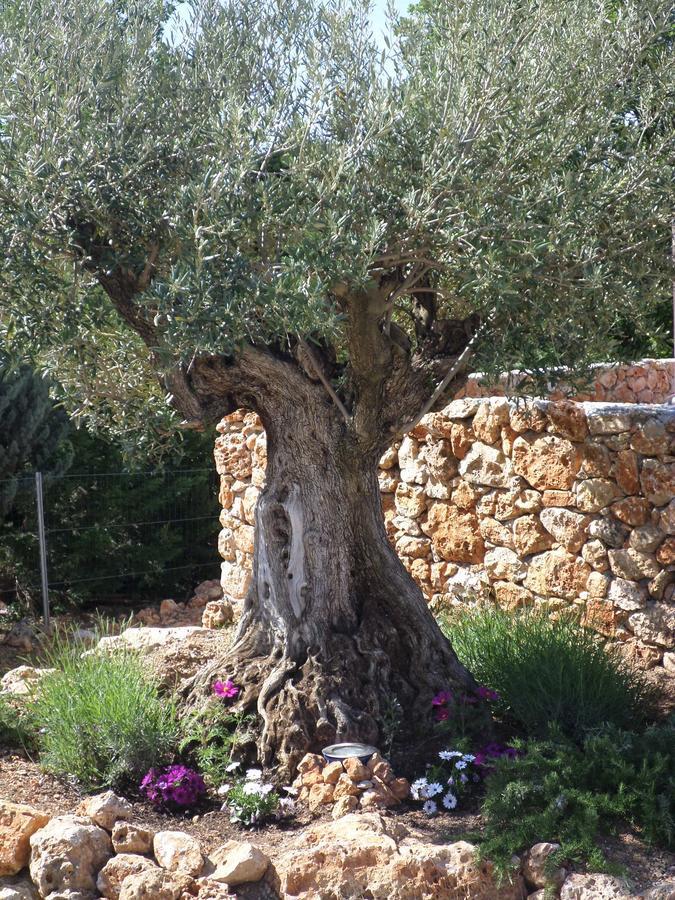 Le Clos Des Cambres Les Arcs-sur-Argens Exterior foto
